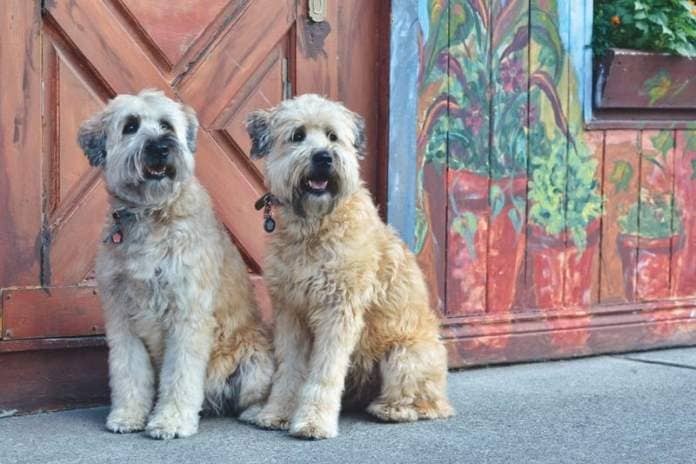 Adaptable to city, country or suburban life, the Soft Coated Wheaten is medium-sized breed of dog that is more easygoing that many of their terrier cousins. They need a decent amount of daily exercise and make a great first-time dog for a family.
