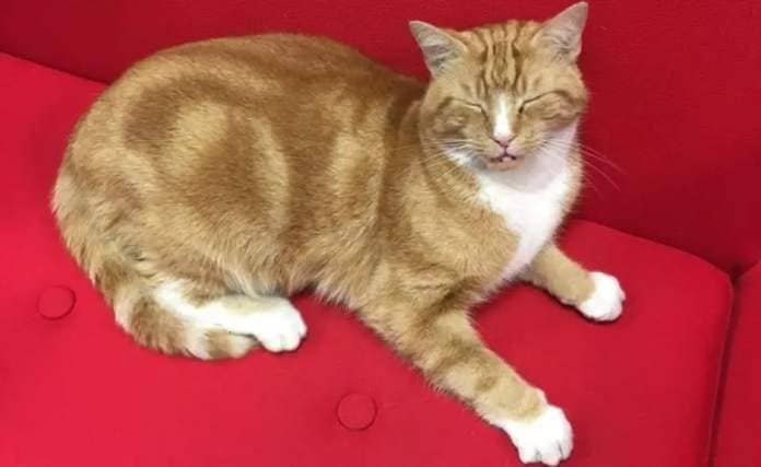 Garfield on the Virgin Holidays sofa