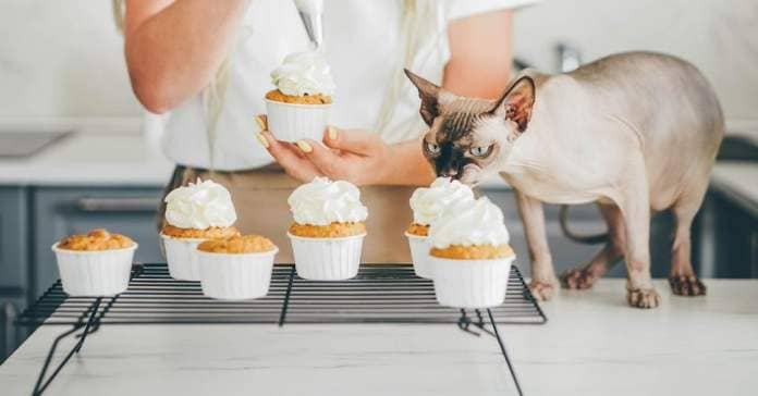 A hairless cat tasting whipped cream on fresh cupcakes.