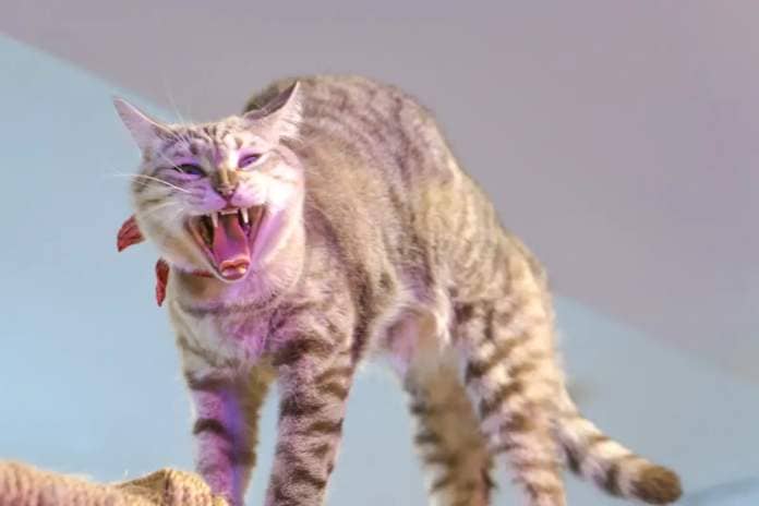 cat mad at prehistoric beast on tv