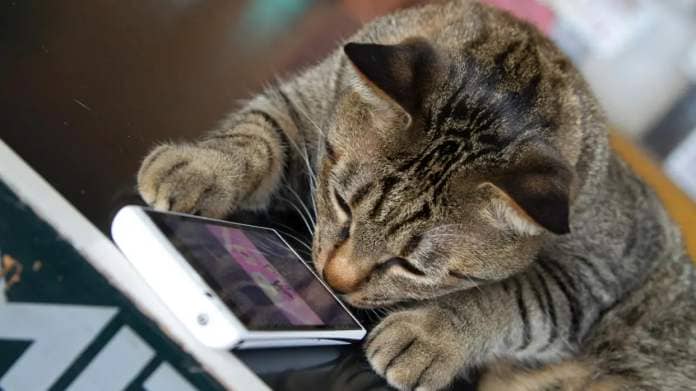 Tabby cat watching cat TV on a phone