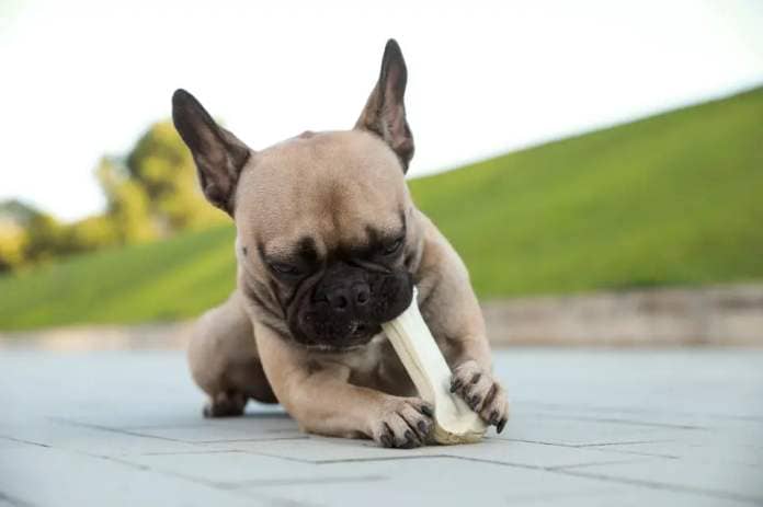 French Bulldog chewing on a bone outdoors