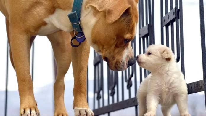  Dog and puppy greeting each other. 