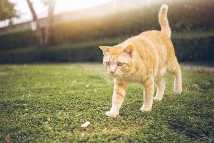 Ginger cat standing on grass outdoors. 