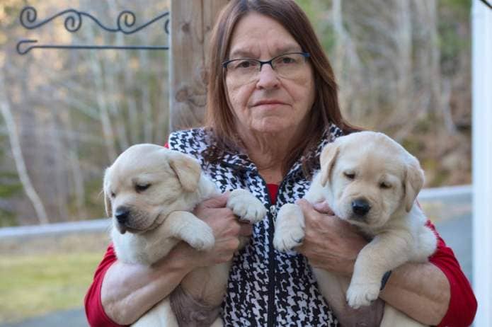 Wendy Cook of Everwood Labs in Annapolis Royal, N.S., is an experienced breeder of Labrador Retriever puppies. - Contributed