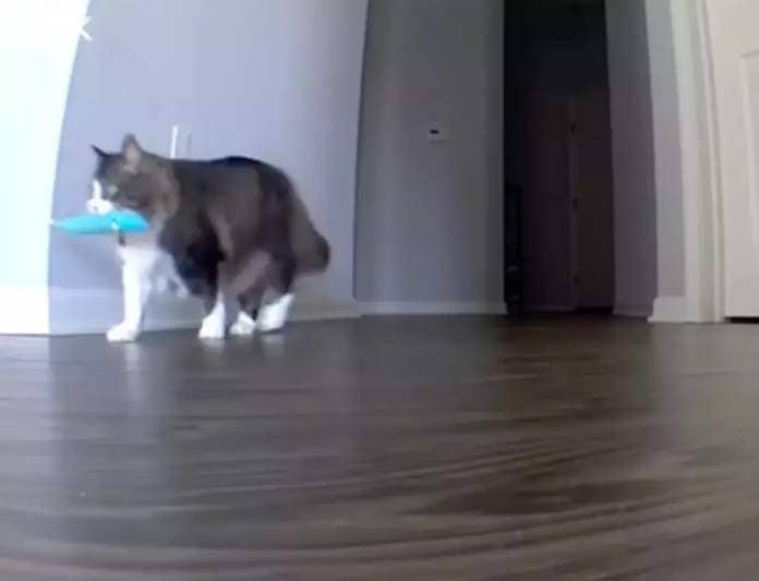 Pawl carried a fish toy in his mouth while meowing. (TikTok/@catnamedpawl)