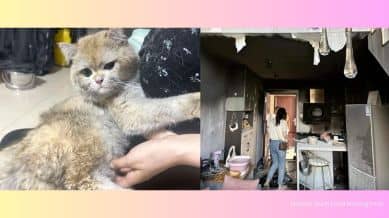 China's cat set house on fire